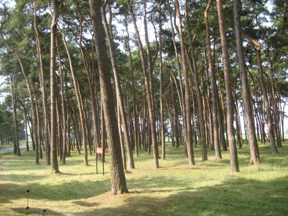 Parc mémorial de Vimy