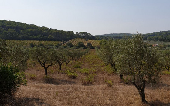 Parcelle d\'Oliviers