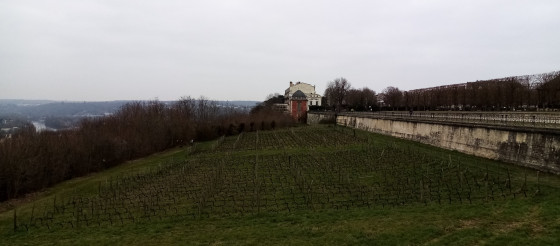 Parcelle de vigne