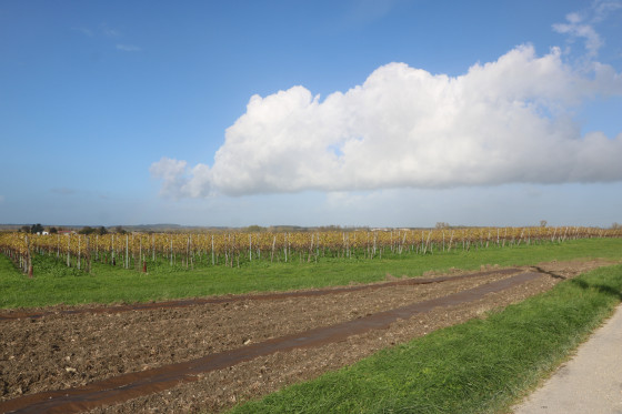 Parcelle de vigne