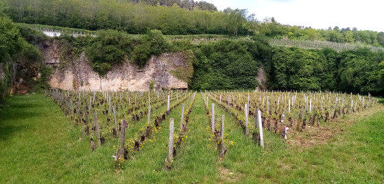 Parcelle de vigne (appellation Gevrey-Chambertin)