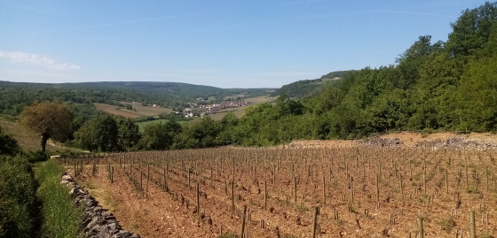 Parcelle de vigne