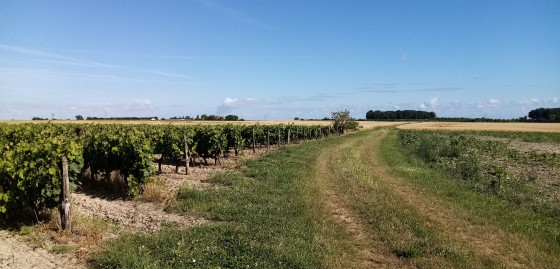 Parcelle de vigne