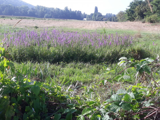 Parterre de fleurs sauvages