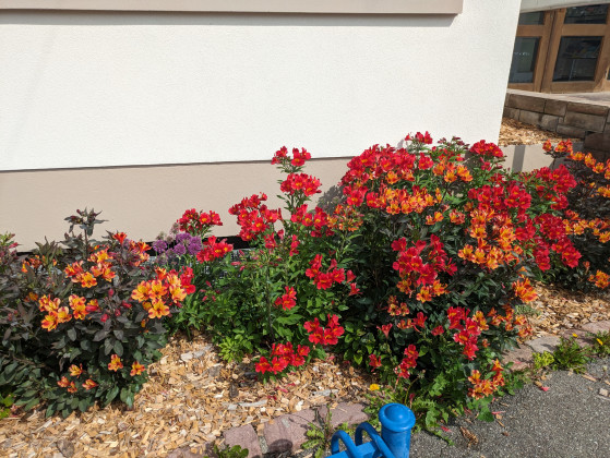 Parterre de fleurs