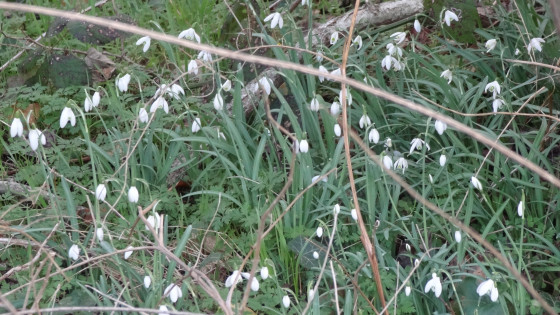 Parterre de perce-neige