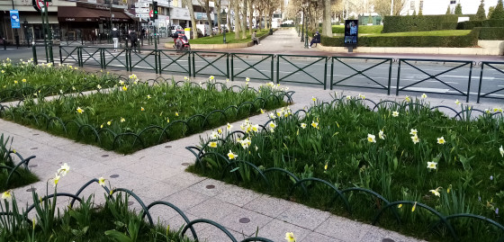 Parterres de Narcisses