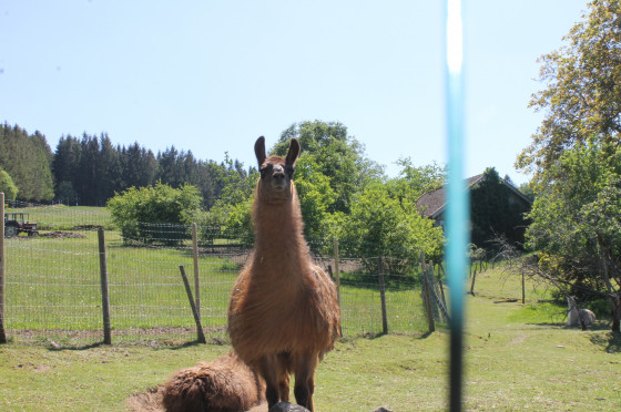 Lama