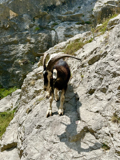 Pas mal de ch&egrave;vres et de boucs sur le sentier
