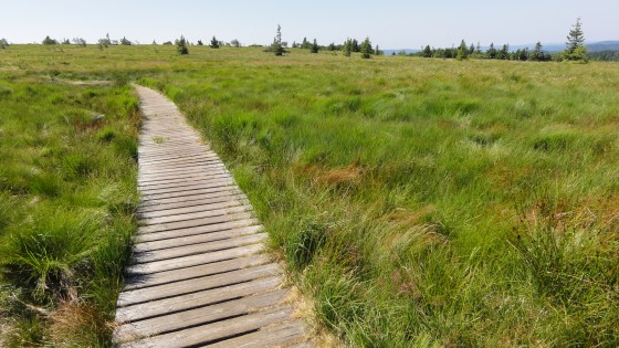 Passage aménagé sur une tourbière au Haut des Chaumes