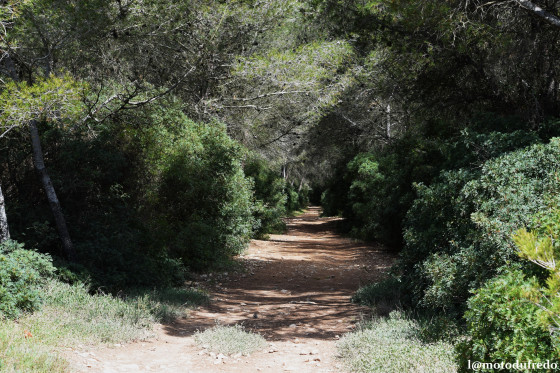 Passage dans la forêt