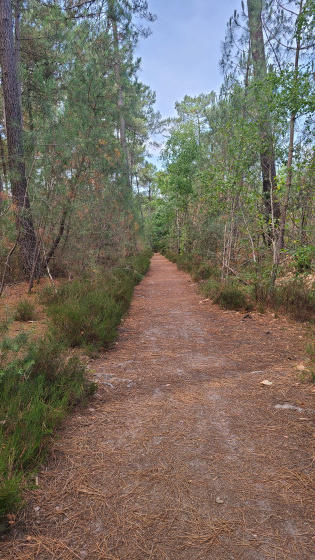 Passage dans les pins