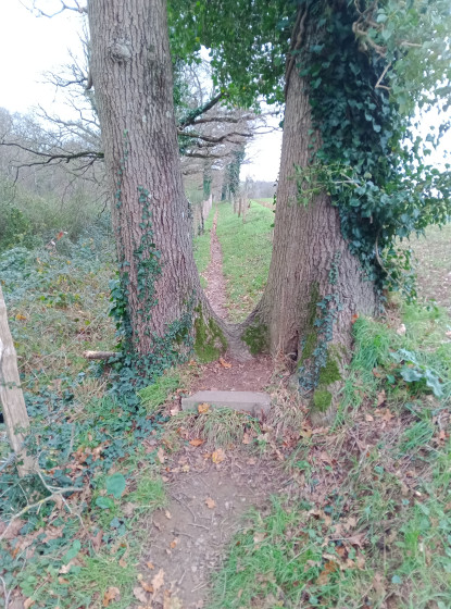 Passage de l\'arbre