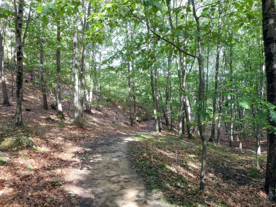 passage en forêt