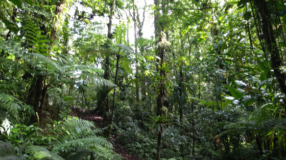 Passage en foret