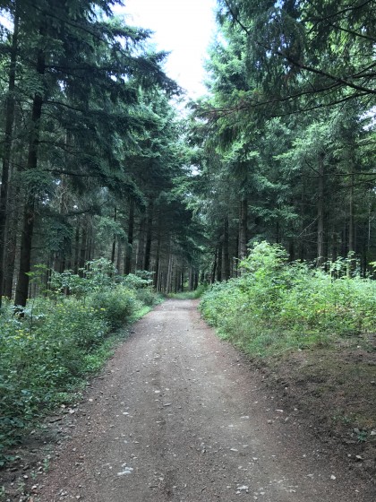 Passage en for&ecirc;t