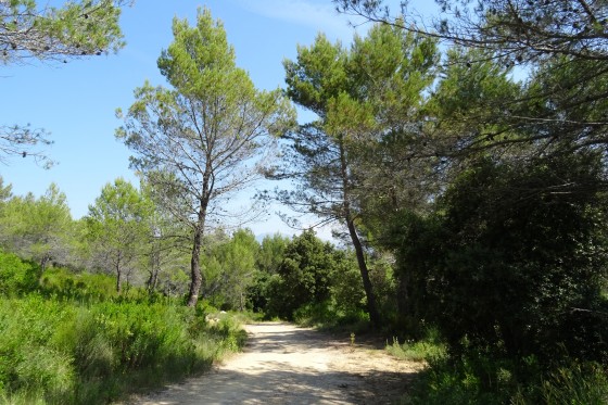 Passage en garrigue
