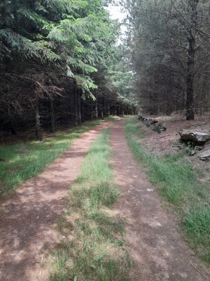 Passage en sous bois