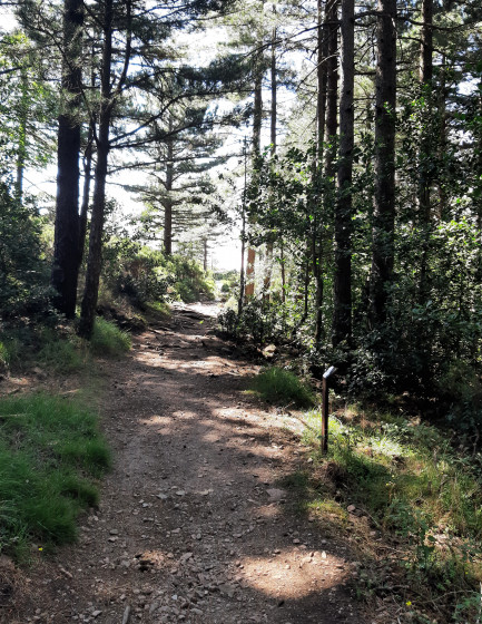 Passage en sous bois