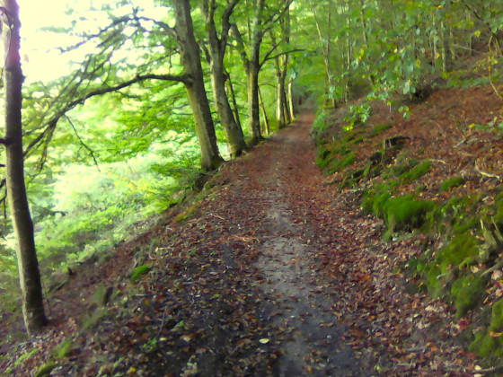 Passage en sous bois