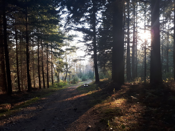 Passage en sous bois