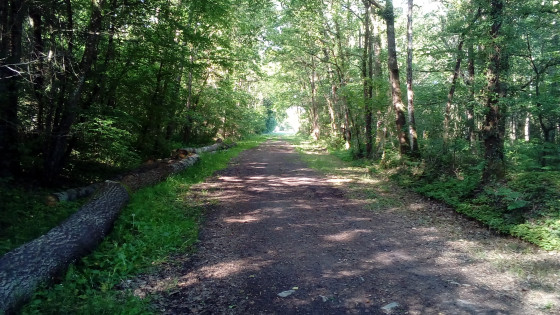 Passage en sous-bois