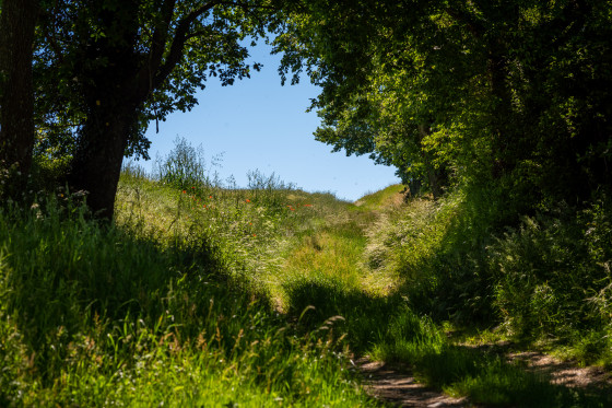 Passage entre les haies et la for&ecirc;t