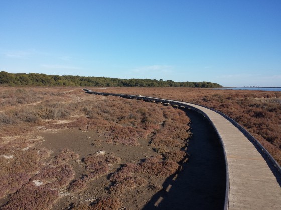 Passerelle au dessus de la zone marecageuse