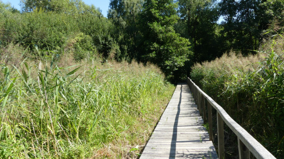 Passerelle au-dessus du marais