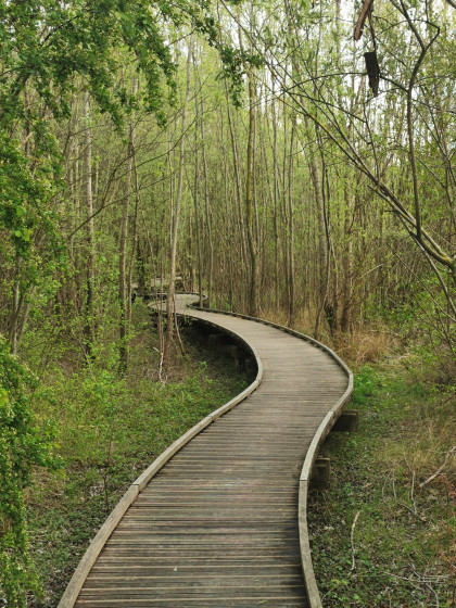 Passerelle au Parc Nature du Plateau d'Avron