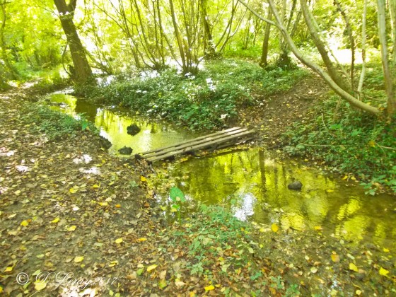 Passerelle pour franchir le ruisseau située au bout de l’étang de bournay