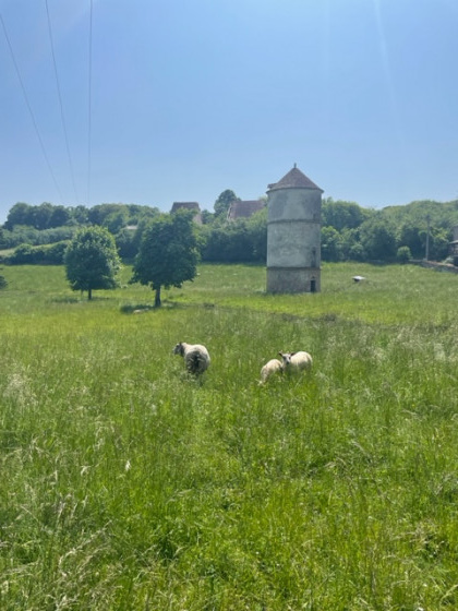 Pâturage à Foissy-Les-Vézelay