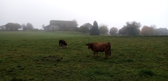 Pâturage dans le brouillard