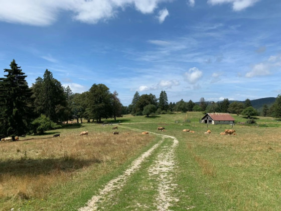 Pâturages de la Vallière: Encore des vaches!
