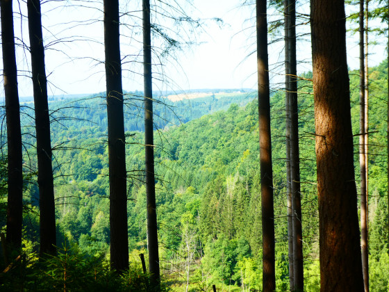 Paysage ardennais