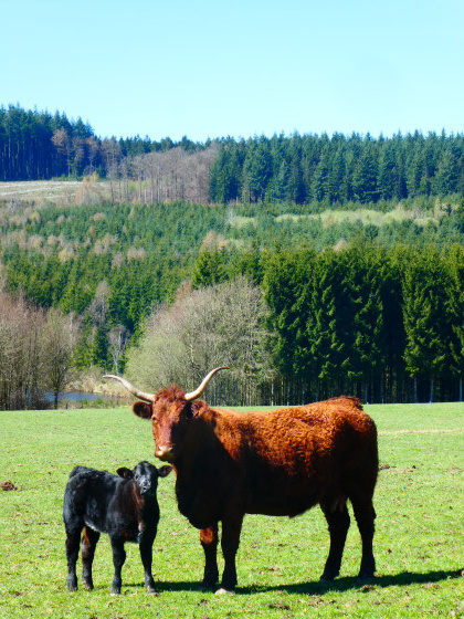 Paysage ardennais