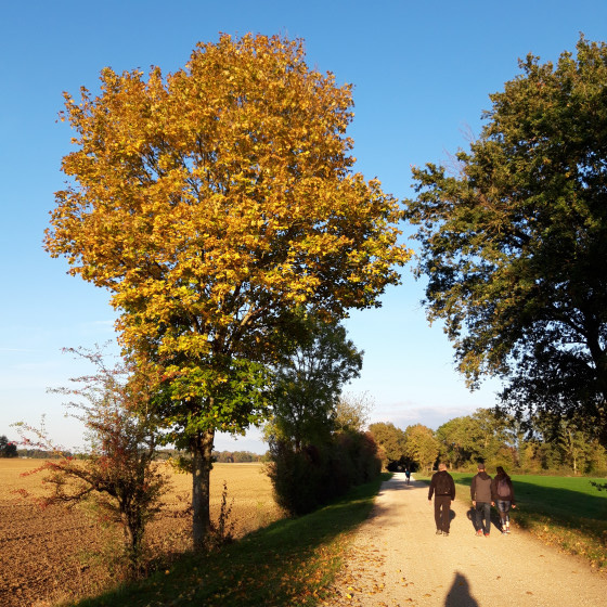 Paysage automnal