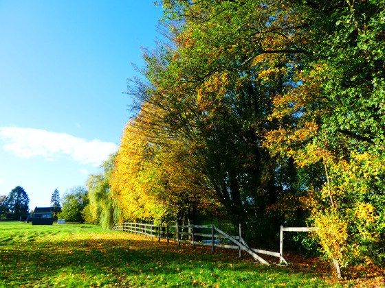 Paysage automnal