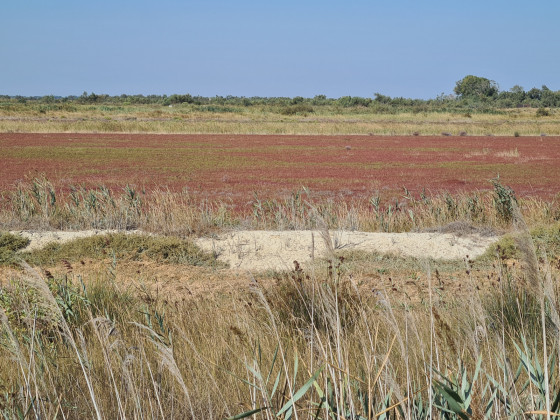 paysage autour de l'&eacute;tang