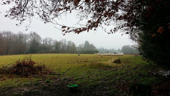 Paysage avec moutons