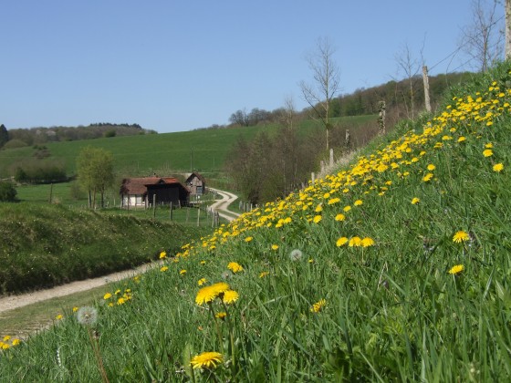 Paysage bucolique