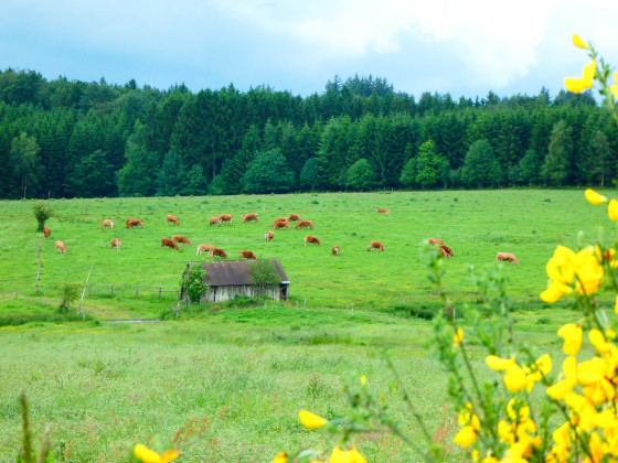Paysage bucolique