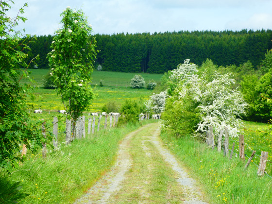 Paysage campagnard ardennais