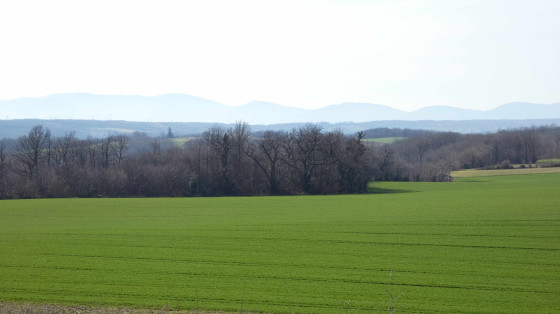 Paysage champestre