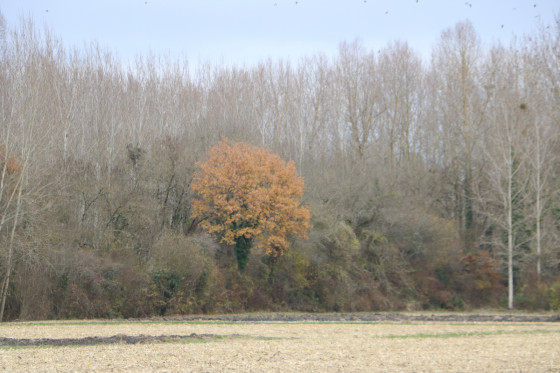 Paysage d'automne dans la clairière le long du Né