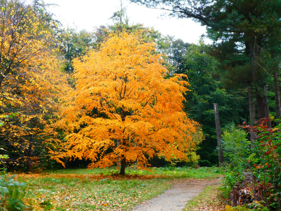Paysage d'automne