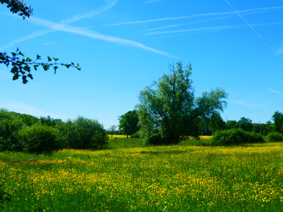 Paysage de Famenne au printemps