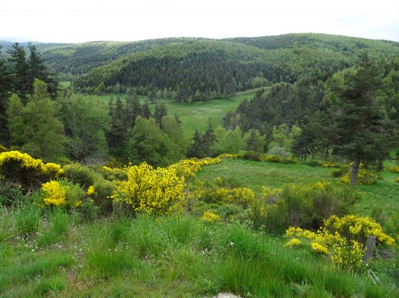 Paysage de forêts près de Cheylard-l\'Evêque