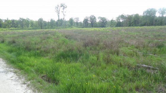 Paysage de lande humide