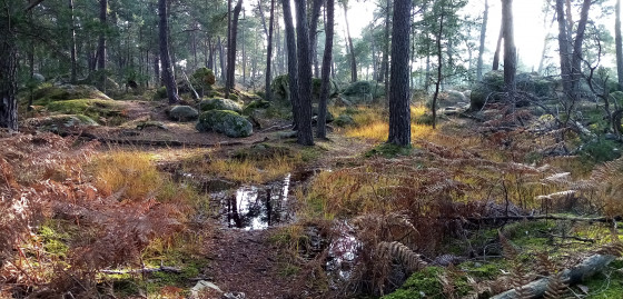 Paysage de platière